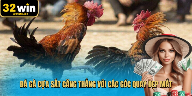 Đá gà cựa sắt căng thẳng với các góc quay đẹp mắt