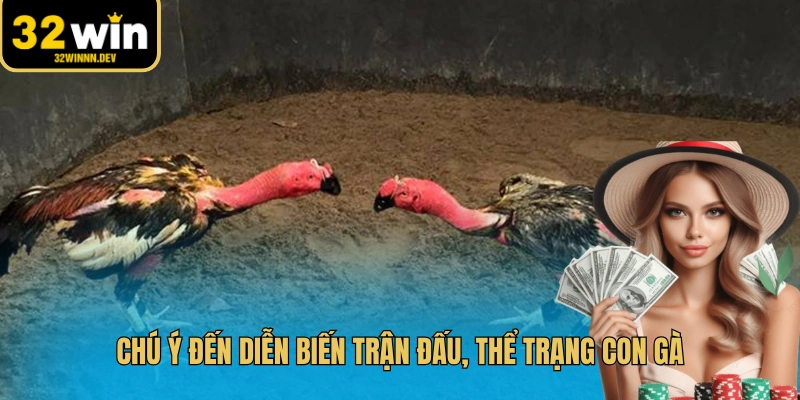 Chú ý đến diễn biến trận đấu, thể trạng con gà