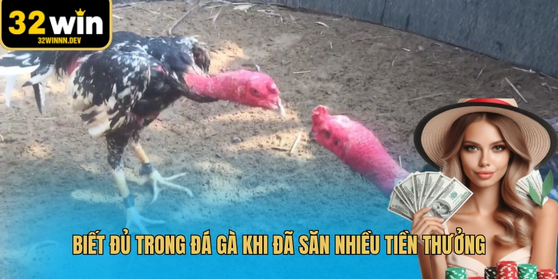 Biết đủ trong đá gà khi đã săn nhiều tiền thưởng