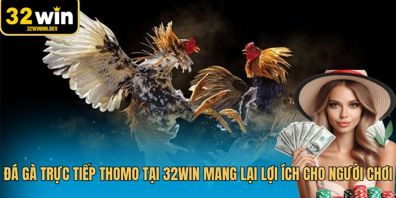 Đá gà trực tiếp Thomo kịch tính với tỷ lệ thắng cực cao