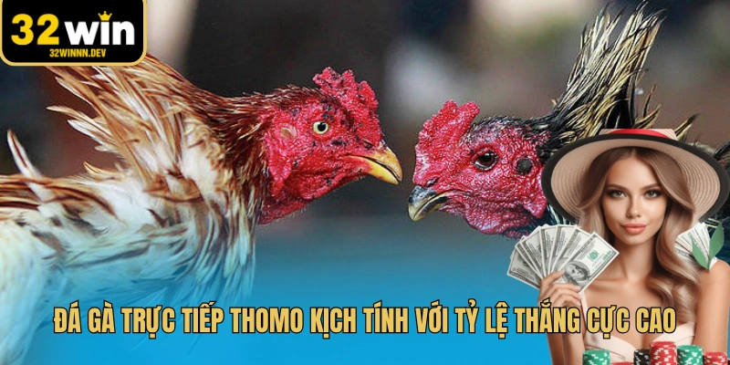 Trận đấu hấp dẫn cùng những chiến kê hàng đầu