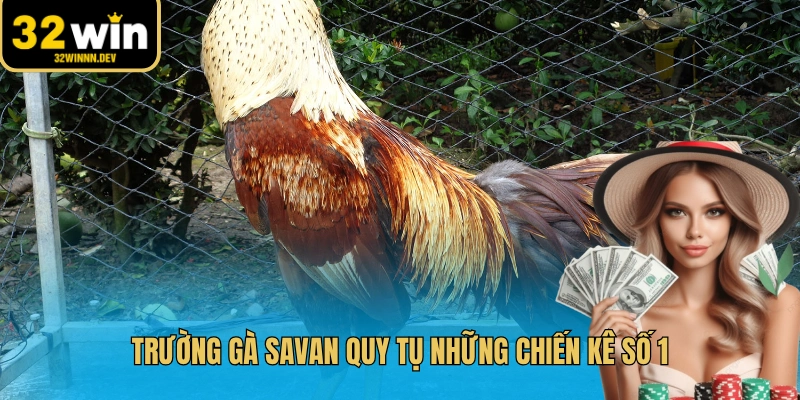 Trường gà Savan quy tụ những chiến kê số 1